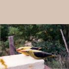 Orioles